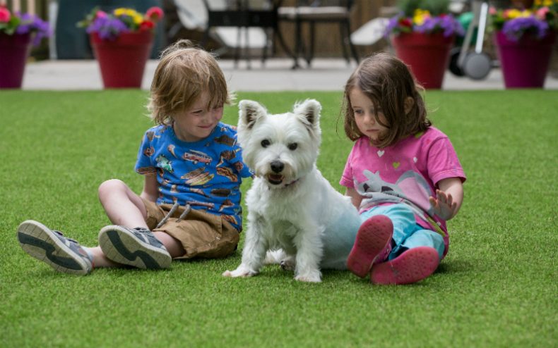 Children and Dog on Artificial Grass