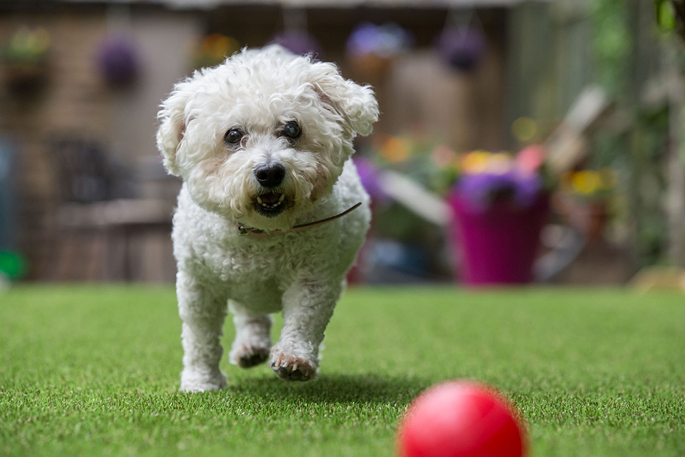 artificial grass with dog chasing a ball